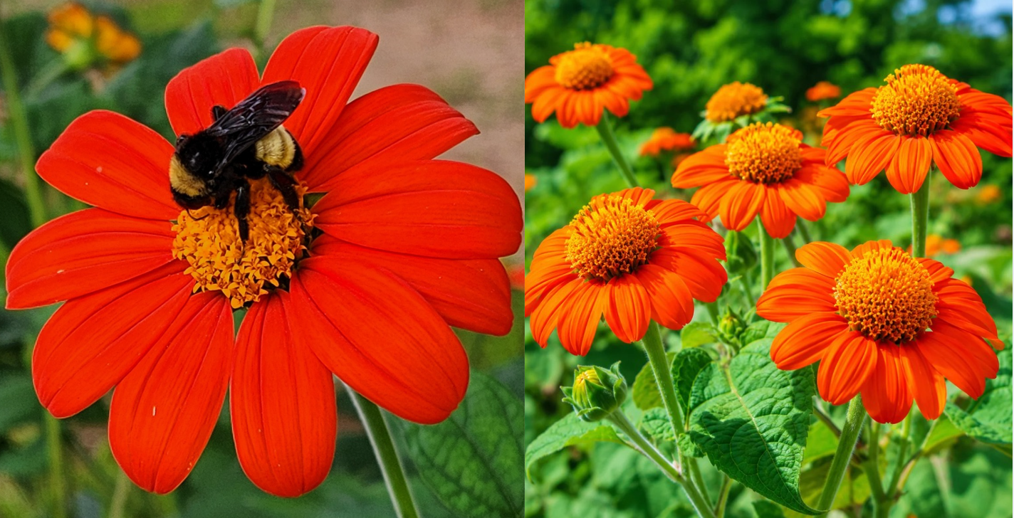 mexican sunflower