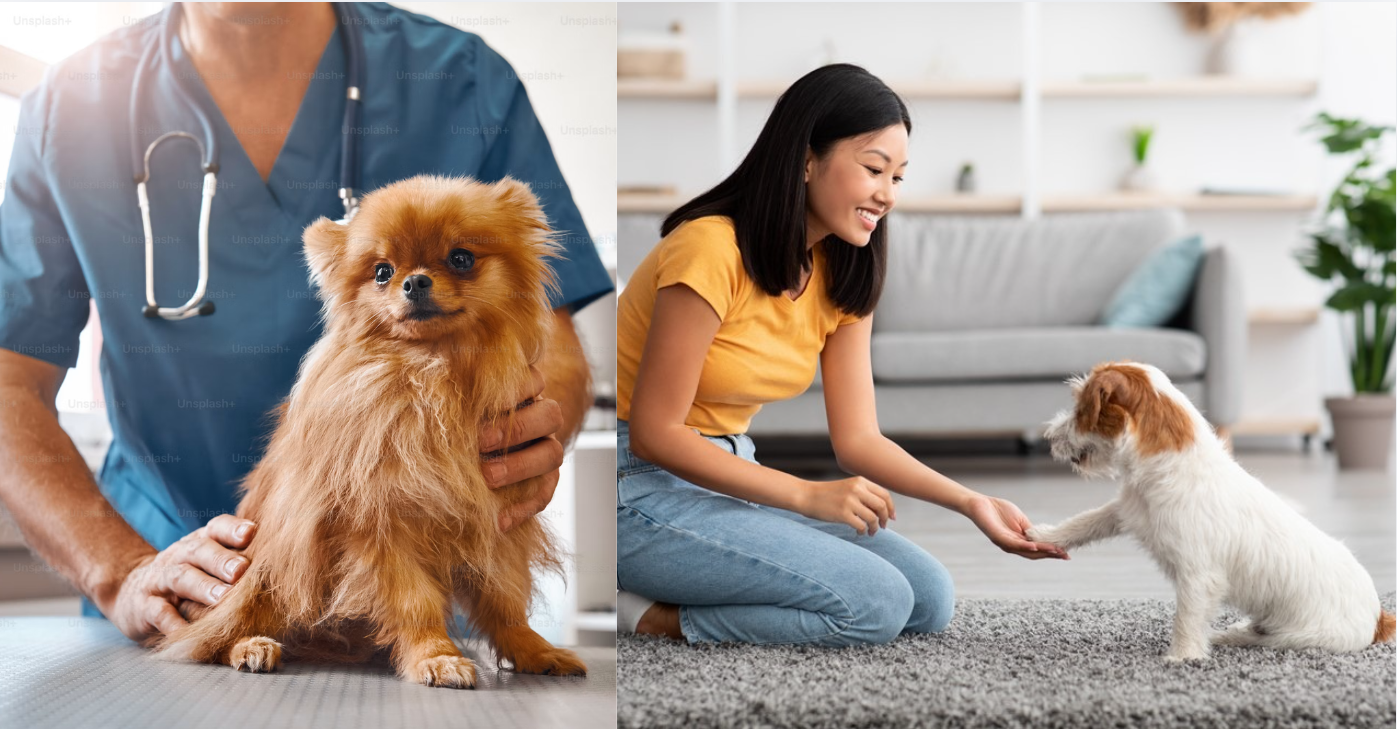 Pet Care
